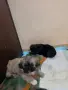 Кученца пекинези, снимка 3