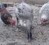 порода Индийски бегач патки, снимка 1