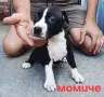 Pitbul-Питбул-Pitbul, снимка 11