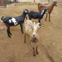 продавам 4 ярета, снимка 1