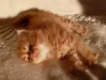 Сибирчета, сибирска котка, сибирски котенца, сибирско коте, хипоалергенни, червено момче, снимка 6