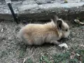 Лъвска глава и зализан косъм, снимка 5