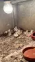 Гъски, патици, токачки, снимка 3
