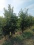 Продавам ябълкова градина, снимка 11