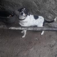 Продавам куче породата му е между Джак ръсел и Ratonero Bodeguero Andaluz- Рат Териер, снимка 2 - Джак ръсел териер - 44760554
