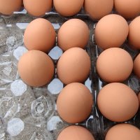 Изкуствени пластмасови яйца за кокошки тежки, снимка 6 - За птици - 40032040