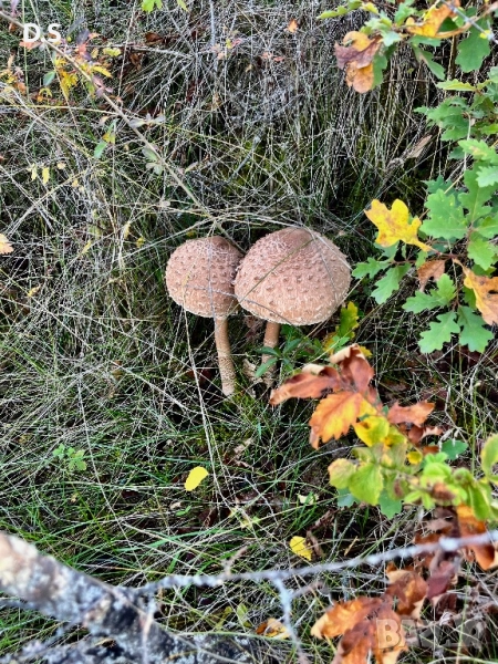 Продавам гъба сърнела , снимка 1