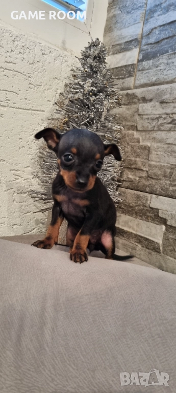Супер мини джобен пинчер пинчерче пинчери пинчерчета кученце куче чихуахуа , снимка 1
