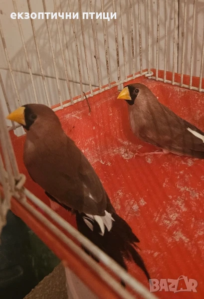 Жълтоклюни, диамантени, червеногърли, снимка 1