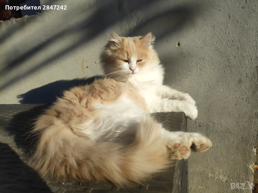 Беж пух, снимка 1