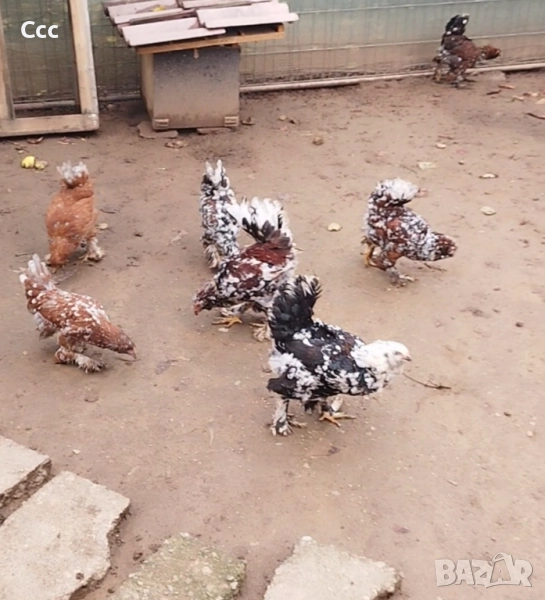 Югозападни ярки, снимка 1