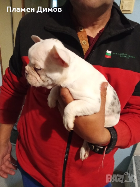 френски булдог синьо мерле и синьо женско и мъжки  готови за нивите стопани, снимка 1