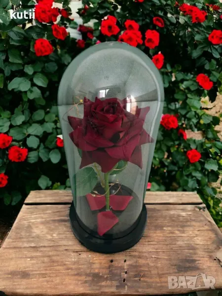 💥🔥НАМАЛЕНИЕ на ПОСЛЕДНИ БРОЙКИ КРАСИВА ОСВЕТЕНА РОЗА В СТЪКЛЕНИЦА🔥 👉ПРОМО ЦЕНА :15,99 лв🔥, снимка 1