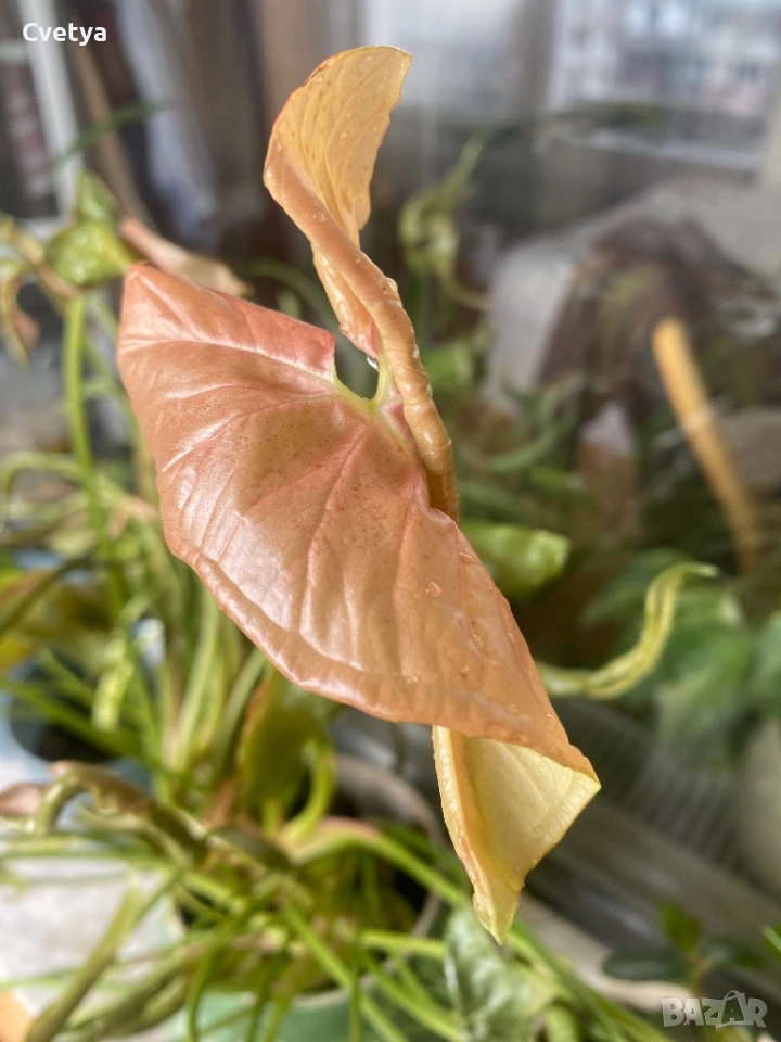 Сингониум-розов, снимка 1