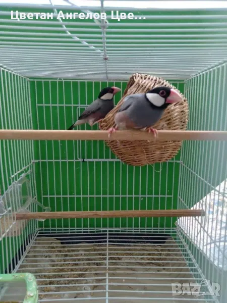 продавам двойка оризарки, снимка 1