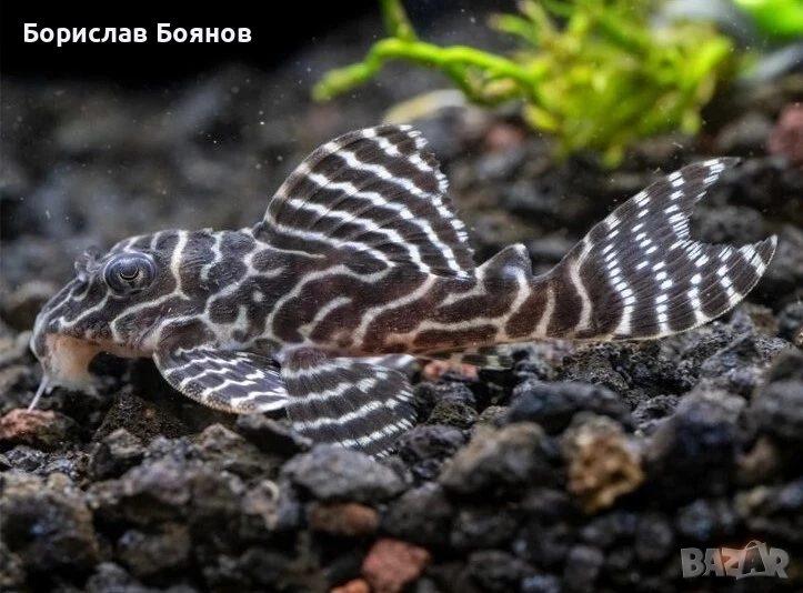 L333 King Tiger Pleco - 5см. , снимка 1