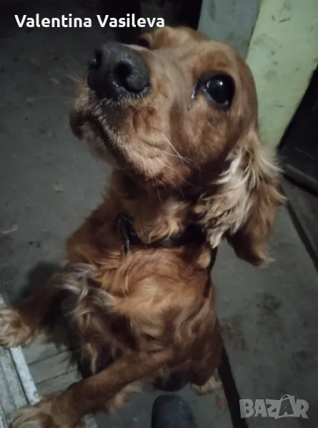 Мъжки английски кокер шпаньол, снимка 1
