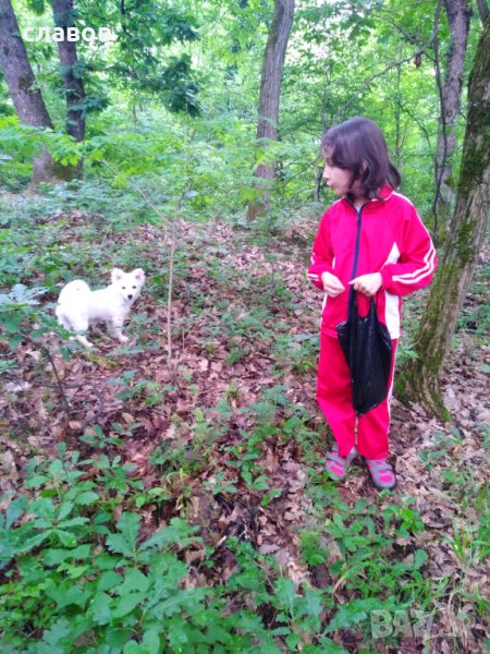 Млада женска, порода немски шпиц, снимка 1