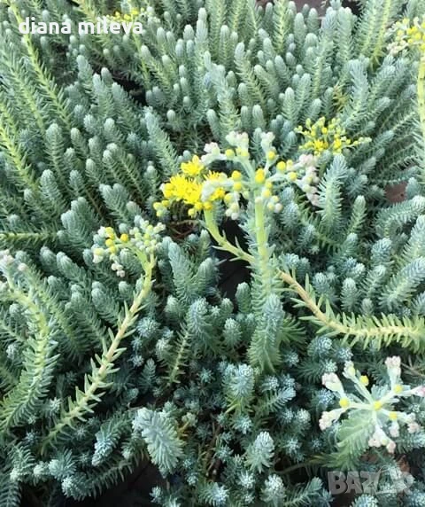 Седум „Син Смърч“, Sedum „Blue Spruce“, снимка 1