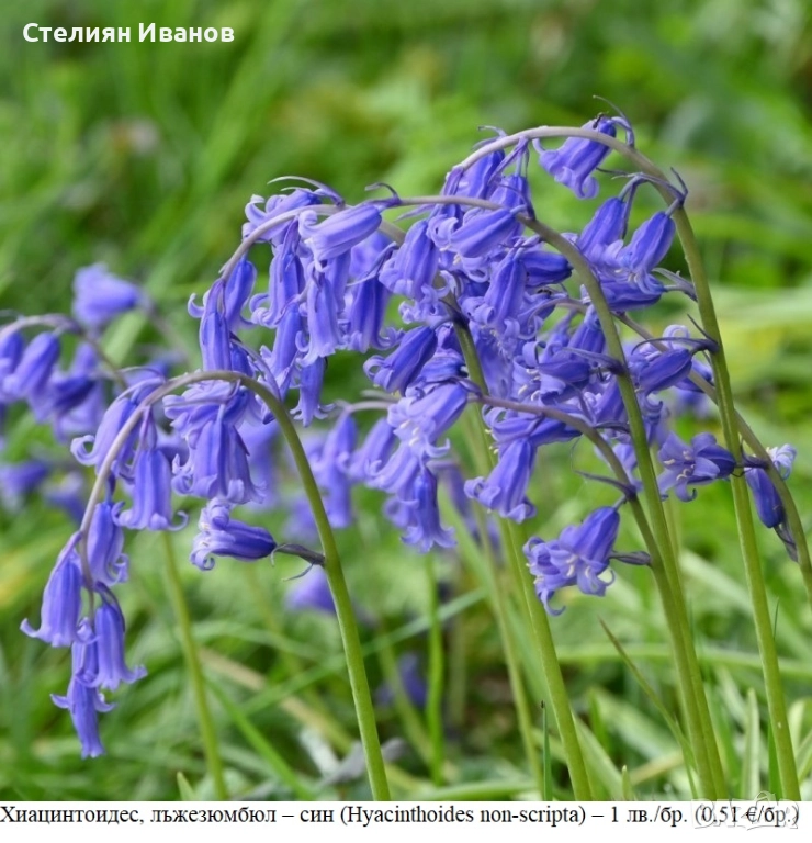 Хиацинтоидес, лъжезюмбюл – син (Hyacinthoides non-scripta) – луковици, снимка 1