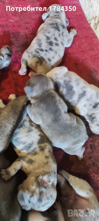 Френски булдог Мерле КОЛЕДНИ , снимка 1