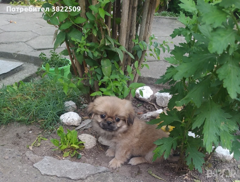 продавам пекинезче, снимка 1