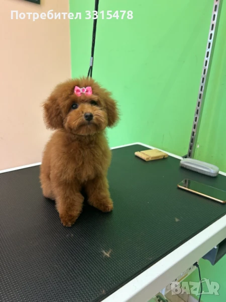Пудел Той Мини, снимка 1