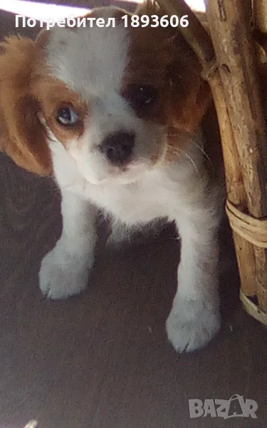 Кавалер Кинг Чарлз шпаньол, снимка 1