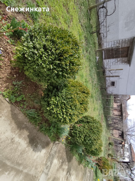 Вечнозелени топчести и дървовидни чемшири, снимка 1