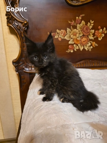 Мейн куун котета, снимка 8 - Мейн кун - 35075644