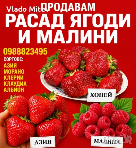 расад ягоди и малини