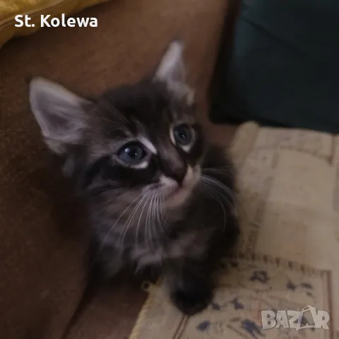 Малки котенца търсят своя дом, снимка 3 - Други - 56339703