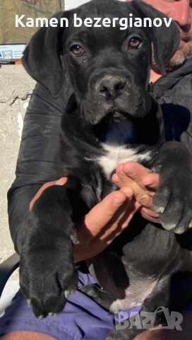 Кане Корсо Италияно , снимка 2 - Кане корсо - 52816148