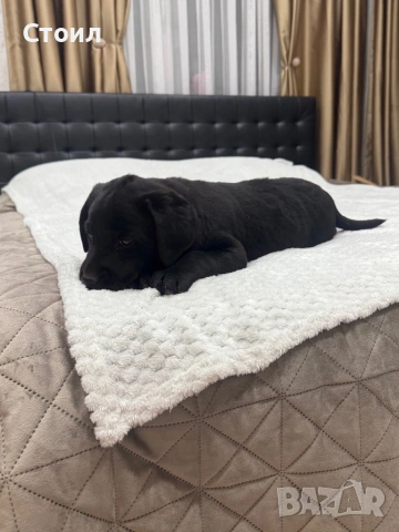 Чистокръвни Лаабрадор Ретривар., снимка 6 - Лабрадор ретривър - 54199666