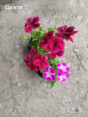 Продавам кралско мушкато 