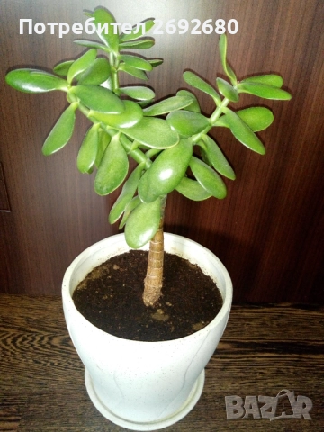 Красула-дървото на живота 50см.+голяма бяла керамична саксия с подложка , снимка 2 - Стайни растения - 45435563
