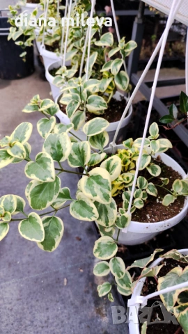 Кошница с вариегатна Винка, Vinca major Variegata, снимка 6 - Градински цветя и растения - 53249593