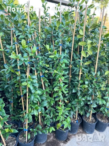 Жасмин Ароматен Студоустойчив, снимка 3 - Градински цветя и растения - 48722658