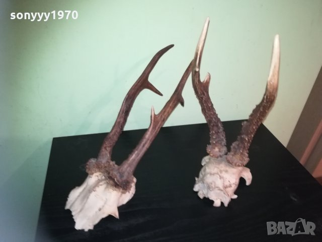 рога-2 чифта-внос швеция 2310201843, снимка 10 - Колекции - 30531821