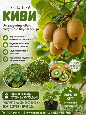 Киви - самоопрашващо, разсад