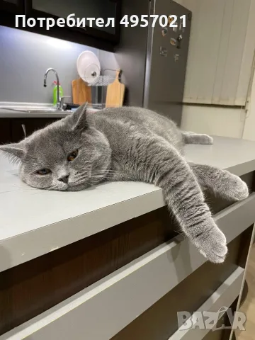 Британска котка