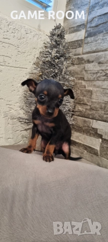 Супер мини джобен пинчер пинчерче пинчери пинчерчета кученце куче чихуахуа 