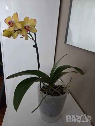 Фаленопсиси орхидеи в самополивни саксии 