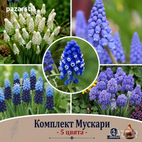 Луковици за МУСКАРИ - комплект от 5 различни цвята 