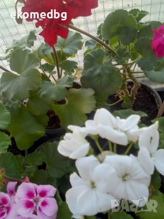 Мушкато Сакъзи и Кралско мушкато, снимка 2 - Градински цветя и растения - 53944126