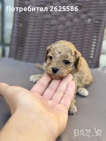 Той пудел toy poodle, снимка 9 - Пудели - 56356970