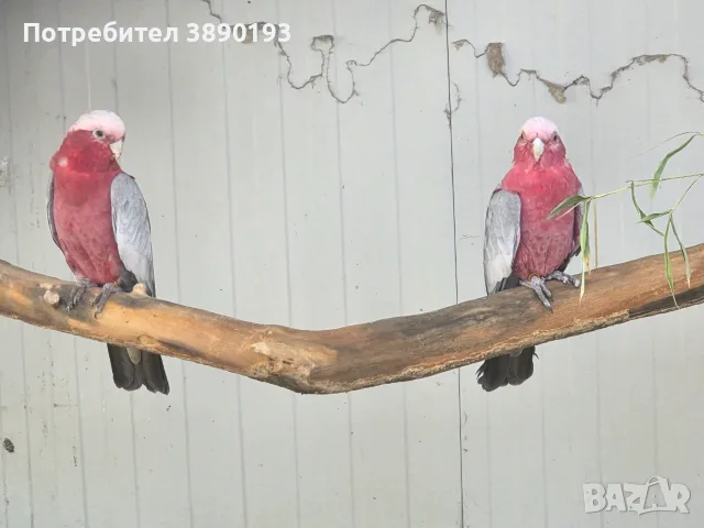 Днойка розово какаду, снимка 3 - Папагали - 55959852