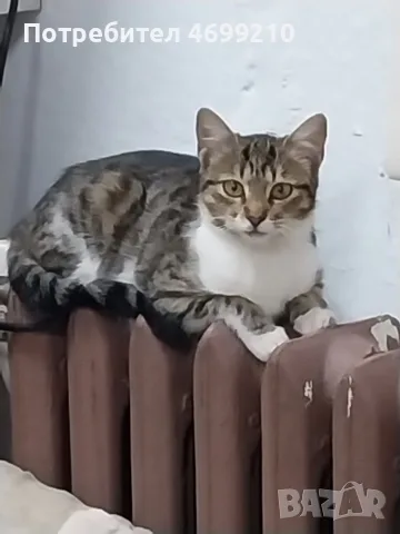 Подаряваме котенце , снимка 4 - Други - 56216095