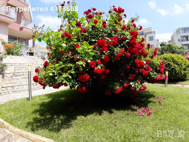 Собственик Продава Къща в Старата Регулация на Сарафово, снимка 13 - Къщи - 54049040