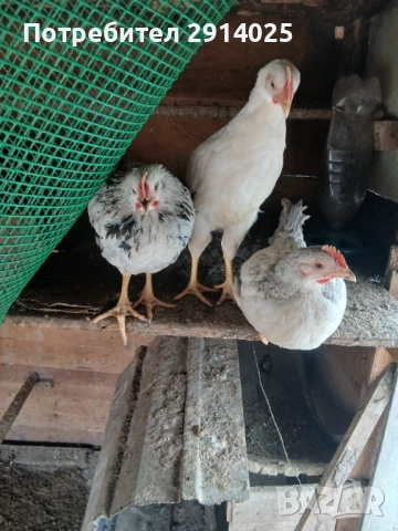 Петли, снимка 5 - Кокошки и пуйки - 53868969